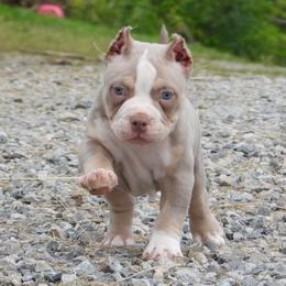 Pork chop - American Bully puppy in Nashville, Tennessee from SimplyBullies