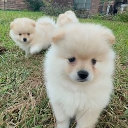 Boy 3 - Cream male Pomeranian puppy in Houston, Texas from Lola’s Poms