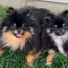 Pomeranians from Coley's Precious Poms