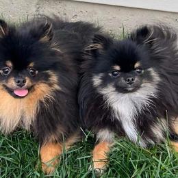 Pomeranians from Coley's Precious Poms