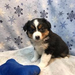 Pembroke Welsh Corgi, Miniature Australian Shepherd, and Toy Australian Shepherd Puppies from Midwest Mini/Toy Aussies