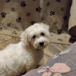Soren: OFA and CHIC sire - White male Coton de Tulear puppy in Westfield, North Carolina from Legacy Pets