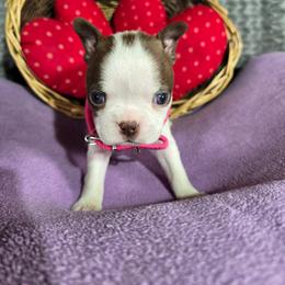 Emily - Red female Boston Terrier puppy in Millers Creek, North Carolina from Tumbling Shoals Hilltop Bostons
