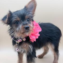 Lisa - Black and tan female Yorkshire Terrier puppy in Flagler Estates, Florida from Fiesta Pups