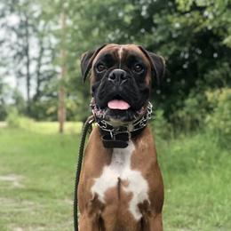 Bruno - Boxer