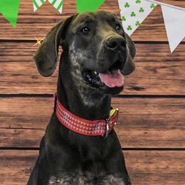 Great Danes from Danes of Cherry Tree