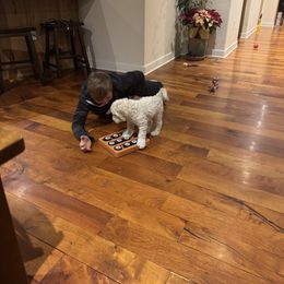 Goldendoodle Puppies from Arizona Doodles