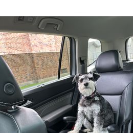 Miniature Schnauzer All Grown Up from Nordwest Schnauzers