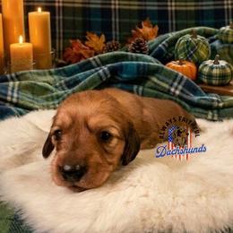 Ivan - Cream male Dachshund puppy in Waverly, Ohio from Always Faithful Dachshunds