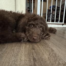 Goldendoodle Puppies from Chambers Doodle Patch