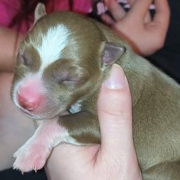 Luna - Red and white female Siberian Husky puppy in Richland, Mississippi from Feazell’s Siberian Huskies