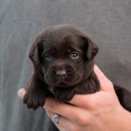Angelica - Chocolate female Labrador Retriever puppy in Morriston, Florida from Penny Lane Labradors