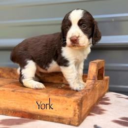 York - Liver and white male English Springer Spaniel puppy in Uvalda, Georgia from Willow Creek Farms