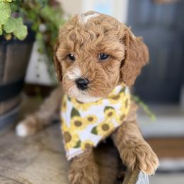 Princess Leia - Orange - Red female Cavapoo puppy in South Jordan, Utah from Simply Sweet Paws. LLC