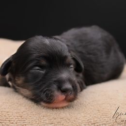 Harry - Black and tan male Havapoo puppy in Hendersonville, North Carolina from Grayfinn House