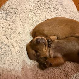 Alexis - Sable female Dachshund puppy in Madisonville, Texas from Little B’s Dachshund Farm