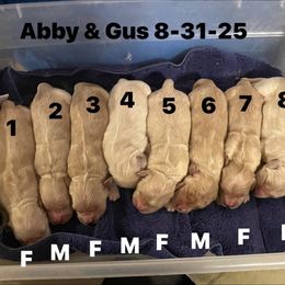 Number 4 Abby and Gus - Light golden male Golden Retriever puppy in Piedmont, Oklahoma from Sabrina's Golden Retrievers