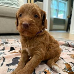 Purple collar girl - Red  female Goldendoodle puppy in Ridgewood, New Jersey from Jessie’s Doodles