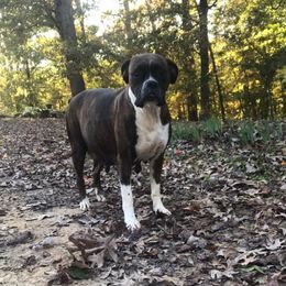Boxer All Grown Up from Vom Waterfalls
