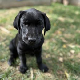 Labrador Retriever Puppies from Okiehuntinboyz Labrador Retrievers