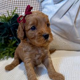 Tatiana Marie - female Cavapoochon puppy in Lucas, Ohio from Apricot Lane Puppy