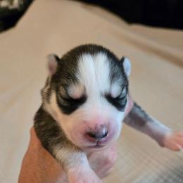 Girl 2 - Gray and white female Siberian Husky puppy in Canton, Georgia from Mayhemhuskies