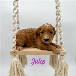 Julep - Red  female Goldendoodle puppy in Wooster, Ohio from Cynology Doodles