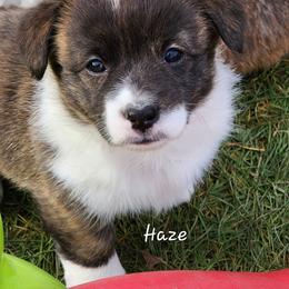 Haze - Brindle and white female American Corgi puppy in Concrete, Washington from Wigglebutts American Corgis