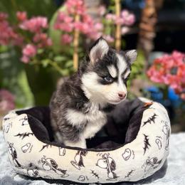 Moon - Tri-color female Pomsky puppy in Homeland, California from Lara's Ranch Pomskies