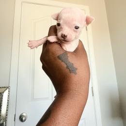 Brain - White male Chihuahua puppy in Charlotte, North Carolina from Lawinski’s Chihuahua World