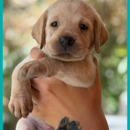 Teal - Yellow female Labrador Retriever puppy in Palm Beach County, Florida from Griffin Royal Labs