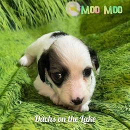 Moo Moo - Piebald female Dachshund puppy in Grove, Oklahoma from Dachs on the lake