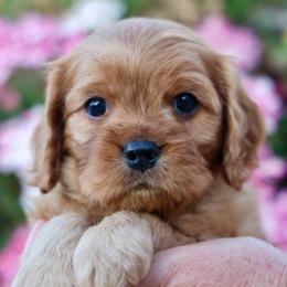 Stetson - Red male Cavapoo puppy in Murray, Utah from Good Looking Dogs