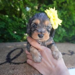 Iris - Merle female Cockapoo puppy in Shipshewana, Indiana from Home Raised Cockapoos