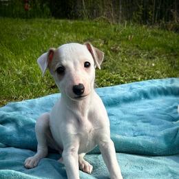 Angel - White and fawn female Whippet puppy in Oneida, Tennessee from Saving Grace