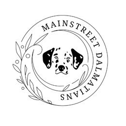 Dalmatian All Grown Up from Mainstreet Dalmation