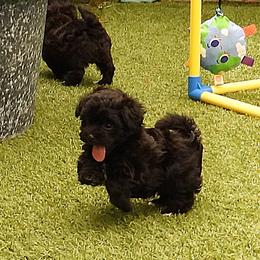 Willow - Black and white female Havanese puppy in Salt Lake City, Utah from Steal Your Heart Havanese