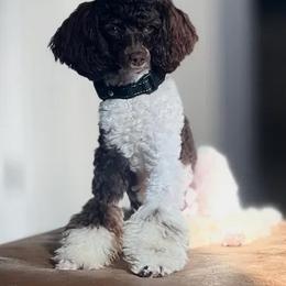 Whiskey - Poodle