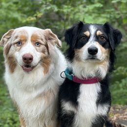 Australian Shepherds from Guntown Aussies