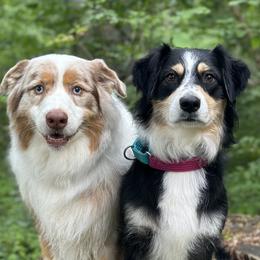 Australian Shepherds from Guntown Aussies
