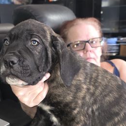 Black brindle 2 - Black brindle male Cane Corso puppy in Jacksonville, Florida from Fleming Cane Corso's