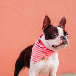 Beaucerons and Boston Terriers from Wildfire Kennels