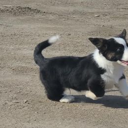 Cardigan Welsh Corgis from Thorssen Corgis