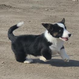 Cardigan Welsh Corgis from Thorssen Corgis