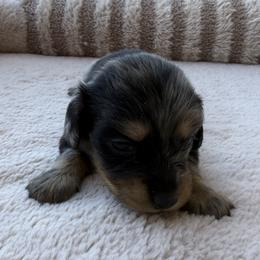 Eric - Dapple male Dachshund puppy in Gold Canyon, Arizona from Silverking Kennels