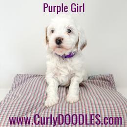 Purple Girl - Parti female Goldendoodle puppy in Taneytown, Maryland from Curlydoodles