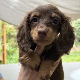 Kiya - Chocolate and tan female Dachshund puppy in Salem, Oregon from Ide's of March Dachshunds