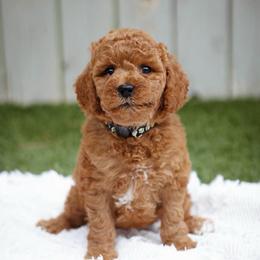 Onyx - Red  male Goldendoodle puppy in Boise, Idaho from Goldendoodle Baby