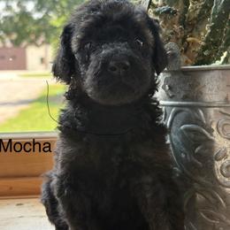 Mocha - Black female Poodle puppy in Flora, Illinois from Hanging Rock Poodles