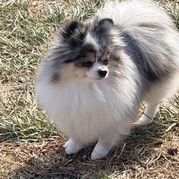 Blue - Pomeranian